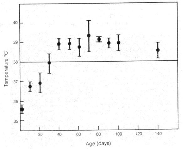 Figure : Evolution de la température rectale du chiot entre 0 et 5 mois