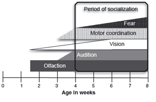 Figure :  Développement sensoriel et moteur du chiot de 0 à 8 semaines : Le début de la barre représente l’apparition du caractère et la largeur maximale représente l’arrivée à maturité du caractère